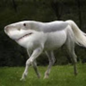 Meet your Posher, Lucas